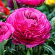 Bulbi Ranunculus Roz (Piciorul Cocosului) - Primavara floare ranunculus roz detaliu tulipshop 110x110