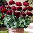 Bulbi Ranunculus Tomer Purple (Piciorul Cocosului) - Primavara floare ranunculus tomer purple detaliu tulipshop 110x110