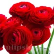 Bulbi Ranunculus Rosu (Piciorul Cocosului) - Primavara gherute ranunculus asiaticus red flori vara 110x110