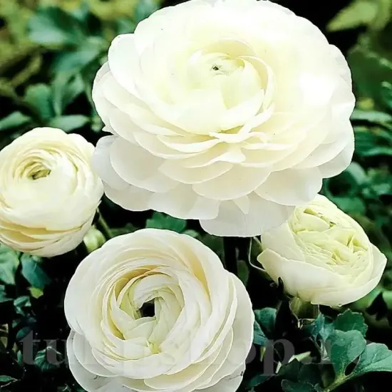 gherute ranunculus asiaticus white flori vara