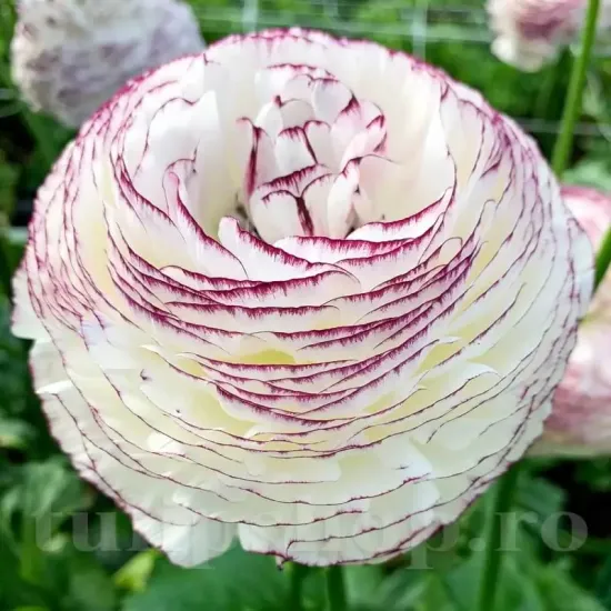 gherute ranunculus bianco striato alb cu mov