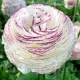 gherute ranunculus bianco striato alb cu mov