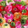 Bulbi Ranunculus Elegance Festival Mix (Piciorul Cocosului) - Primavara gherute ranunculus mix culori festival flori vara 110x110