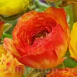 Bulbi Ranunculus Aviv Picotee Orange (Piciorul Cocosului) - Primavara gherute ranunculus picotee orange flori portocalii 110x110