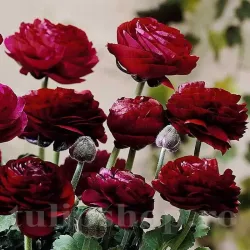 Bulbi Ranunculus Tomer Purple (Piciorul Cocosului)