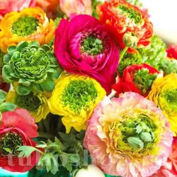 Bulbi Ranunculus Elegance Festival Mix (Piciorul Cocosului)