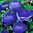 Bulbi Ranunculus Albastru (Piciorul Cocosului) - Primavara ranunculus asiaticus albastru violet gradina 110x110