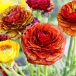 Bulbi Ranunculus Aviv Picotee Cafe (Piciorul Cocosului) - Primavara ranunculus aviv picotee cafe bulbi flori maro crem 110x110