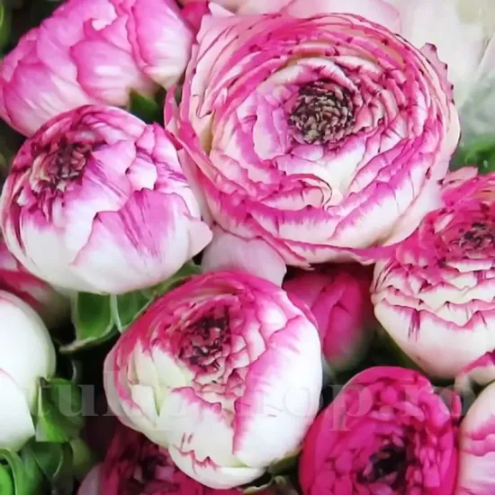 ranunculus aviv picotee rose bulbi flori taiate vara