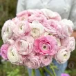 Bulbi Ranunculus Elegance Bianco Sfumato (Piciorul Cocosului) - Primavara ranunculus elegance bianco sfumato flori nunta vara 110x110
