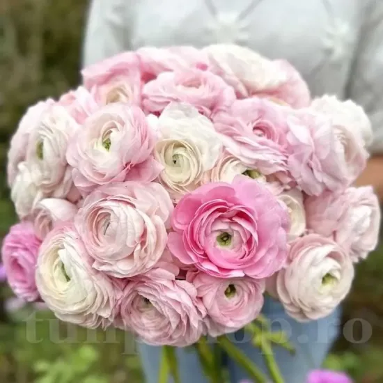 ranunculus elegance bianco sfumato flori nunta vara