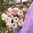 Bulbi Ranunculus Elegance Bianco Striato (Piciorul Cocosului) - Primavara ranunculus elegance bianco striato bulbi flori premium 110x110
