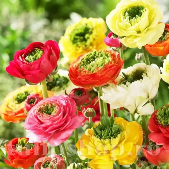 ranunculus elegance festival multicolor bulbi premium