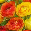 Bulbi Ranunculus Aviv Picotee Orange (Piciorul Cocosului) - Primavara ranunculus portocaliu aviv picotee bulbi flori vara 110x110