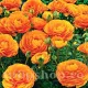 ranunculus portocaliu batut bulbi flori vara