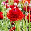 Bulbi Ranunculus Rosu (Piciorul Cocosului) - Primavara ranunculus rosu batut bulbi flori gradina 110x110