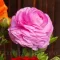 Bulbi Ranunculus Roz (Piciorul Cocosului) - Primavara