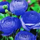 bulbi ranunculus albastru plantare toamna