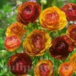 bulbi ranunculus aviv picotee cafe plantare toamna 110x110