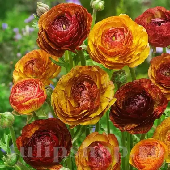 bulbi ranunculus aviv picotee cafe plantare toamna