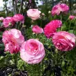 bulbi ranunculus aviv picotee rose plantare toamna 110x110