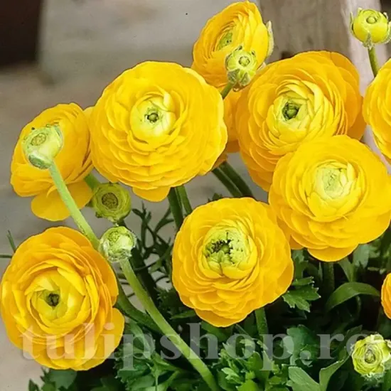 Bulbi Ranunculus Galben (Piciorul Cocosului) bulbi ranunculus galben plantare toamna
