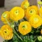Bulbi Ranunculus Galben (Piciorul Cocosului)