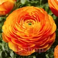 Bulbi Ranunculus Portocaliu (Piciorul Cocosului)