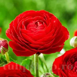 Bulbi Ranunculus Rosu (Piciorul Cocosului)