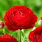Bulbi Ranunculus Rosu (Piciorul Cocosului)