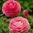 Bulbi Ranunculus Roz (Piciorul Cocosului) - Toamna bulbi ranunculus roz plantare toamna 110x110