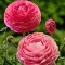 Bulbi Ranunculus Roz (Piciorul Cocosului)