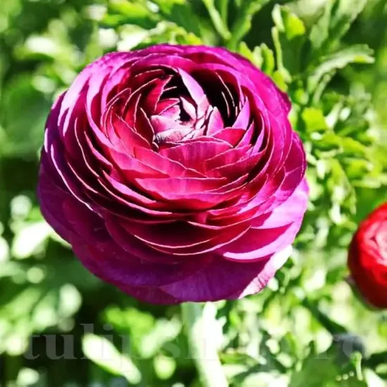Bulbi Ranunculus Tomer Purple (Piciorul Cocosului) bulbi ranunculus tomer purple plantare toamna