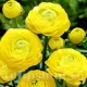 Bulbi Ranunculus Galben (Piciorul Cocosului) floare ranunculus flori galbene detaliu tulipshop