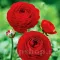 Bulbi Ranunculus Rosu (Piciorul Cocosului) - Toamna