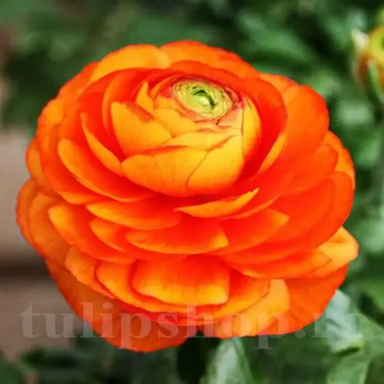 Bulbi Ranunculus Portocaliu (Piciorul Cocosului) - Toamna gherute ranunculus asiaticus orange flori duble gradina toamna