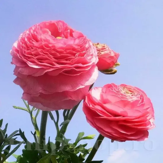 Bulbi Ranunculus Roz (Piciorul Cocosului) - Toamna gherute ranunculus asiaticus pink flori primavara