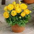 Bulbi Ranunculus Galben (Piciorul Cocosului) - Toamna gherute ranunculus asiaticus yellow flori primavara 110x110