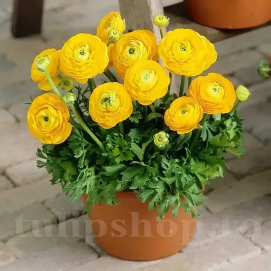 Bulbi Ranunculus Galben (Piciorul Cocosului) gherute ranunculus asiaticus yellow flori primavara
