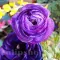 Bulbi Ranunculus Albastru (Piciorul Cocosului) - Toamna