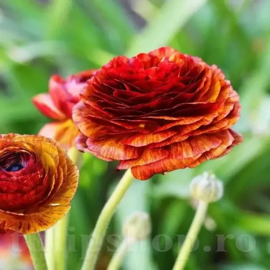 gherute ranunculus picotee cafe flori vintage primavara