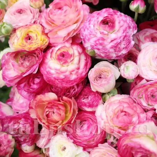 gherute ranunculus picotee rose flori roz albe duble