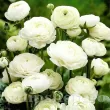 ranunculus alb batut pentru buchete mireasa 110x110