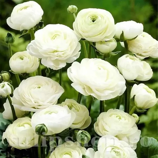 ranunculus alb batut pentru buchete mireasa