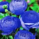 ranunculus asiaticus albastru flori batute