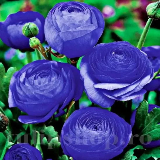 ranunculus asiaticus albastru mov gradina