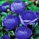 ranunculus asiaticus albastru mov gradina