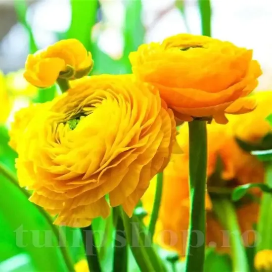 Bulbi Ranunculus Galben (Piciorul Cocosului) ranunculus galben batut bulbi flori perene gradina