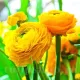 Bulbi Ranunculus Galben (Piciorul Cocosului) ranunculus galben batut bulbi flori perene gradina