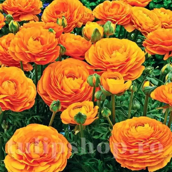 Bulbi Ranunculus Portocaliu (Piciorul Cocosului) - Toamna ranunculus portocaliu batut bulbi flori primavara